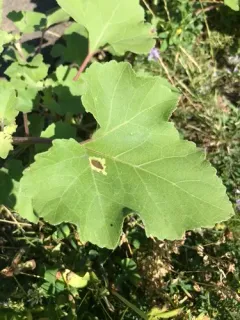 Calycomyza platyptera thumbnail 3