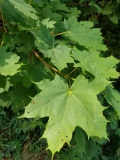 Norway maple thumbnail 4