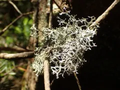 Light-and-dark Lichen thumbnail 2