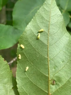 Caryomyia recurvata thumbnail 3