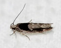Pseudochelaria pennsylvanica thumbnail 3