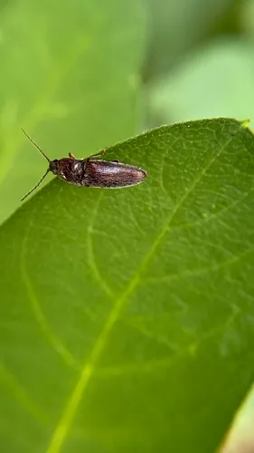 Melanotus americanus