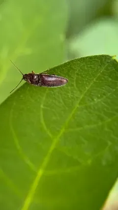 Melanotus americanus thumbnail 1