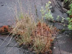 Arctic Bentgrass thumbnail 3