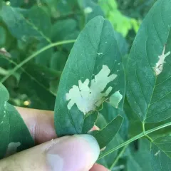 Locust Digitate Leafminer Moth thumbnail 2