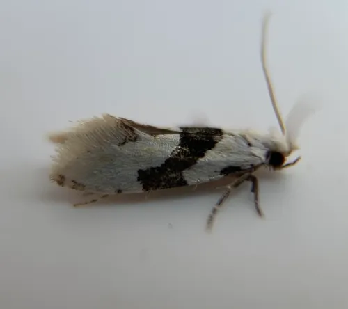 Barred White Clothes Moth