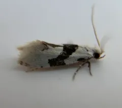Barred White Clothes Moth thumbnail 1