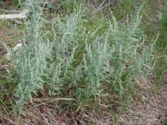desert goosefoot thumbnail 2