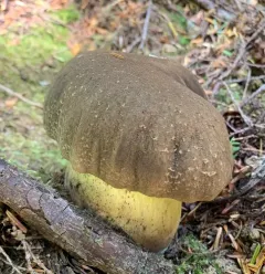 Dark Bitter Bolete thumbnail 3