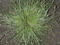 Matted Spikerush thumbnail 3