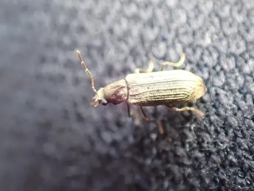 Hemicoelus gibbicollis