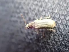 Hemicoelus gibbicollis thumbnail 1