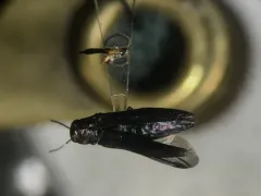 Granulate Poplar Borer thumbnail 4