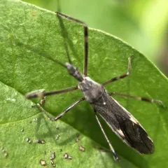 Four-spurred Assassin Bug thumbnail 1