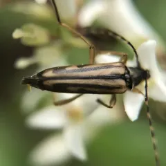 Lined Longhorn Beetle thumbnail 3