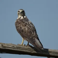 Swainson's Hawk thumbnail 3