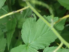 Taeniogonalos gundlachii thumbnail 3