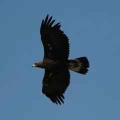 Golden Eagle thumbnail 4