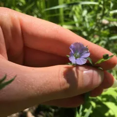 common flax thumbnail 2