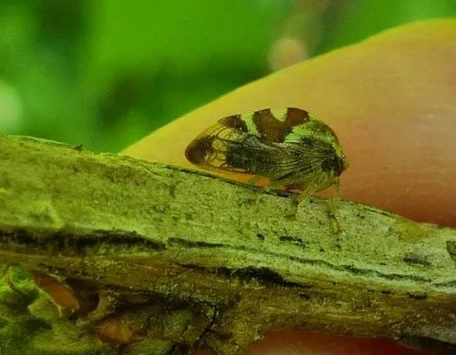 Cyrtolobus parvulus