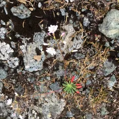 Columbian lewisia thumbnail 3