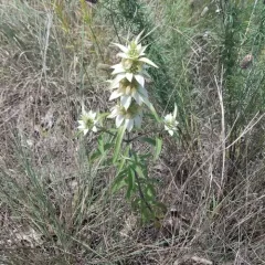 spotted horsemint thumbnail 5