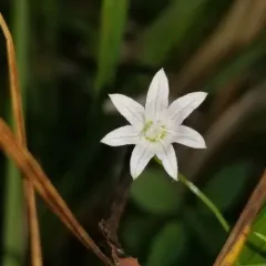 Marsh Bellflower thumbnail 4