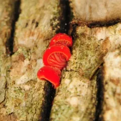 cinnabar oysterling thumbnail 2
