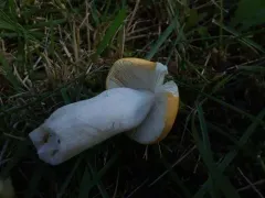 Yellow Swamp Brittlegill thumbnail 3