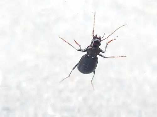 Nebria gregaria
