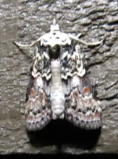 Nycteola columbiana thumbnail 2