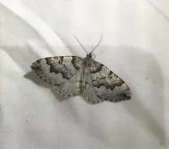 Antepirrhoe fasciata thumbnail 3