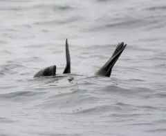 Guadalupe Fur Seal thumbnail 3