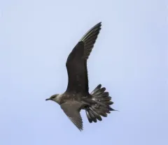 Parasitic Jaeger thumbnail 2