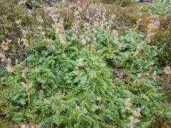 Glacier Avens thumbnail 3