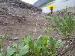 Boreal Groundsel thumbnail 2