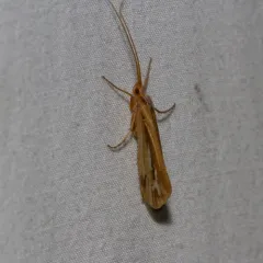 Ornate Northern Caddisfly thumbnail 2