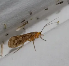 Argus Northern Caddisfly thumbnail 1