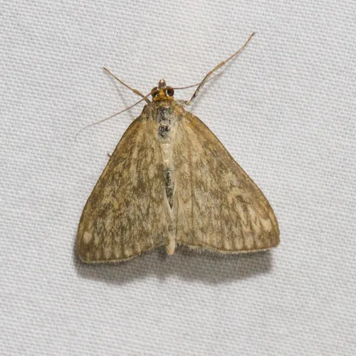 Dimorphic Sitochroa Moth