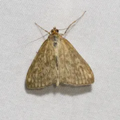 Dimorphic Sitochroa Moth thumbnail 1