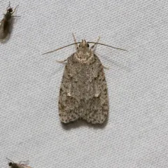 Bog Bibarrambla Moth thumbnail 2