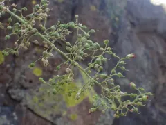 Desert Figwort thumbnail 2