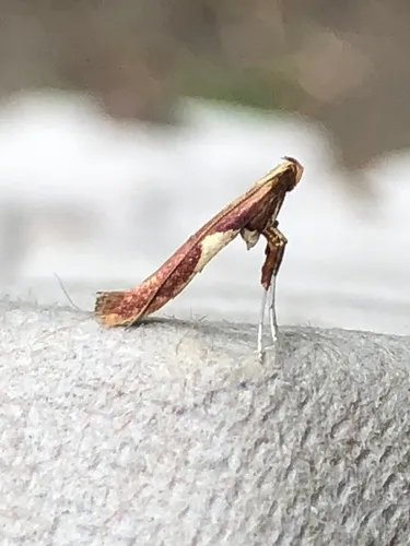 Caloptilia coroniella