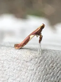 Caloptilia coroniella thumbnail 1