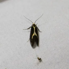 Skunk Moth thumbnail 4