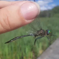 Williamson's Emerald thumbnail 4