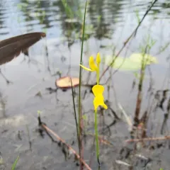 Horned Bladderwort thumbnail 4