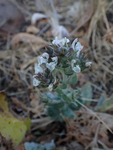 Mediterranean sage