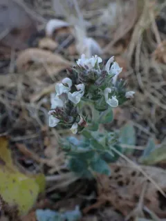 Mediterranean sage thumbnail 1