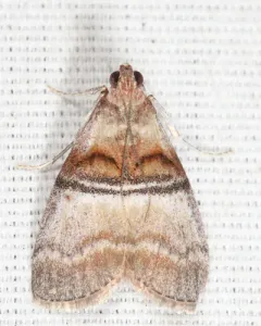Sycamore Webworm Moth thumbnail 1